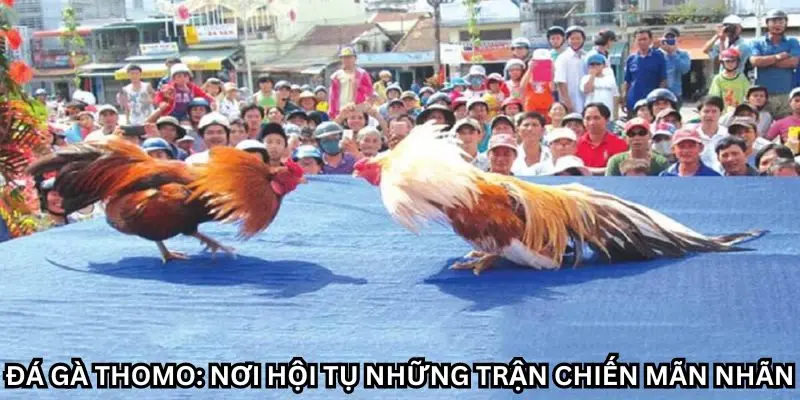 Đá gà Thomo đỉnh cao, nơi hội tụ những trận chiến mãn nhãn